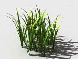 野草植物C4D模型 wild-grass-l1