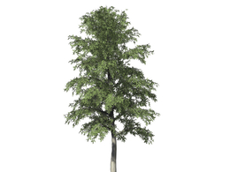 欧洲榉木C4D模型 European Beech