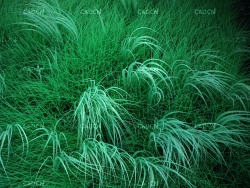 路边的绿草模型 grass