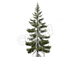 C4D英格曼云杉松树模型 Picea englemannii 3d model