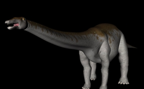 四种恐龙C4D模型下载 The dinosaur 3D model