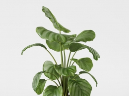 CINEMA 4D室内绿植：白色陶瓷装饰花盆中的优雅竹芋独特花纹叶片照片级真实3D植物模型C