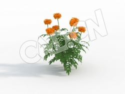 C4D臭菊花万寿菊花卉模型 Tagetes_F