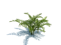 针果芹植物杂草模型下载Scandix pecten-veneris L v2