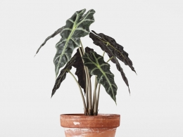 CINEMA 4D室内绿植：传统赤陶花盆中的热带琴叶榕深绿色大叶照片级真实3D室内植物模型C