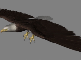 白头鹰 白头海雕C4D模型 Eagle white head 3d model