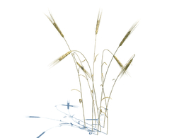 麦苗植物杂草模型下载Triticum v3