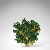 黄金链/金链花C4D模型 Golden Chain