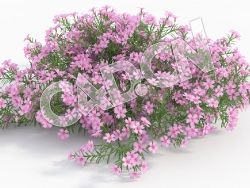 C4D粉色福禄考花卉模型 Phlox_J