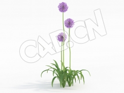 三棵紫色花球花卉C4D模型 Allium_J