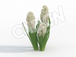 C4D白色南极风信子花卉模型 Hyacinthus_F