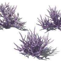 海底植物：3个海草树C4D模型 Acropora hemprichi Low Acropora