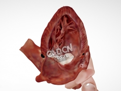 心脏解剖心尖二腔切面C4D模型下载 Cardiac Anatomy-Apical 2 Chamber Echo Plane