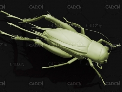 蛐蛐蟋蟀昆虫C4D模型 Emma field cricket