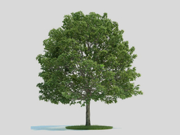 大树 景观树 鹅耳枥C4D模型 Carpinus 3d model