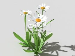 雏菊马兰头花延命菊春菊太阳菊花卉植物C4D模型 daisy-f 3d model