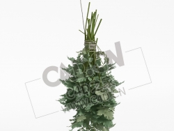 绳子捆绑的蔬菜调味品香菜C4D模型 coriander