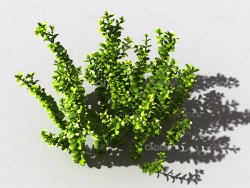 百里香植物C4D模型 thyme-d-02