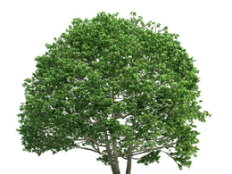 景观树 大树 绿树 桤木C4D模型 alnus 3d model