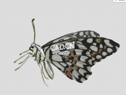 普通石灰蝶蝴蝶C4D模型 Common Lime Butterfly
