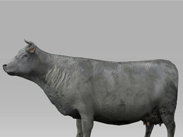 水牛(Farm Cow)C4D动画模型