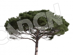 C4D意大利松松树模型 Pinus pinea 3d model