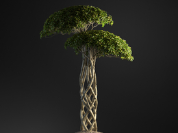 垂叶榕编织树干盆景树c4d模型下载