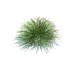 马兰草植物杂草模型下载Ammophila arenaria v1