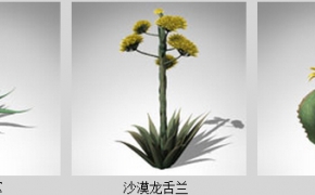 美国西南部沙漠仙人掌3D模型 XfrogPlants – USA SOUTHWEST