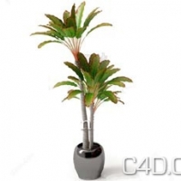 3D大叶热带盆景模型