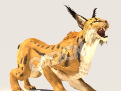 C4D山猫模型（包含骨骼绑定动画) Lynx_SK_BYN 3D Model