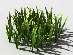 野草植物C4D模型 wild-grass-g1