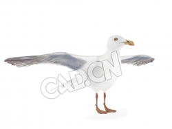 展翅的海鸥C4D模型