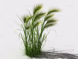 墨西哥羽毛草细茎针茅利坚草植物C4D模型 feather-grass-a2