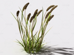 提摩西草猫尾草植物C4D模型 timothy-grass-c1
