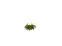 小野草植物杂草模型下载simple grass small v1