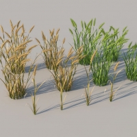 庄稼/农作物模型：小麦C4D模型 wheat 3d model