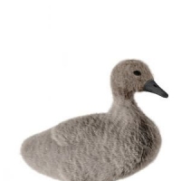 灰天鹅3D模型：Gray Swan 3D models