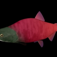 海洋鱼模型：红大马哈鱼3D模型 Sockeye Salmon