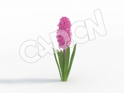 C4D粉红色风信子花卉模型Hyacinthus_E