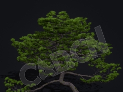 C4D松树模型 Kitbash3d-Shangri-La_MatsuPine_C_grp