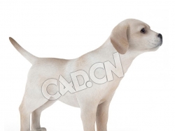 宠物狗拉布拉多犬C4D模型