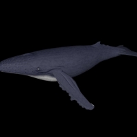 海洋鱼模型：座头鲸3D模型 Humpback Whale