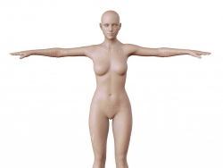 女性人体绑定模型