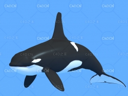 大型海洋动物鲸鱼模型逆戟鲸虎鲸杀人鲸C4D绑定动画模型 Orcinus orca c4d