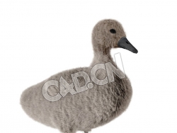 小黑鸭C4D模型