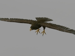 飞翔的老鹰C4D模型 Eagle 3D Model