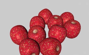 山里红/山楂C4D模型 Hawthorn