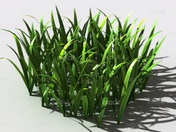 野草植物C4D模型 wild-grass-k1