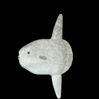 海洋鱼模型：翻车鱼3D模型 Ocean Sunfish